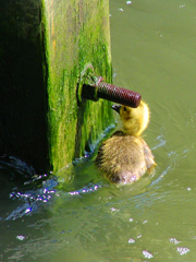 [photo: week-old gosling]